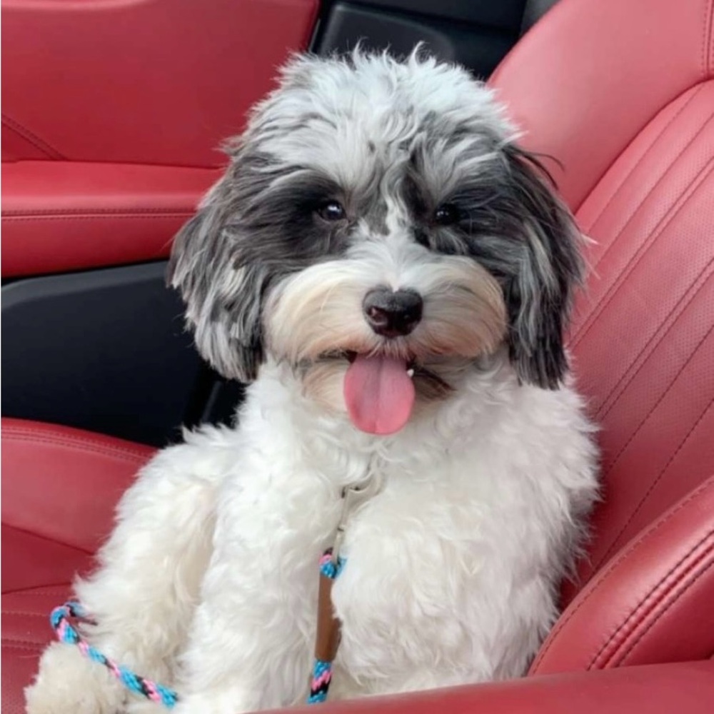 Meet your Posher, Lynne